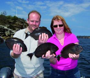 Tasty surgeon fish are a fairly regular by-catch in deeper waters of the Harbour.
